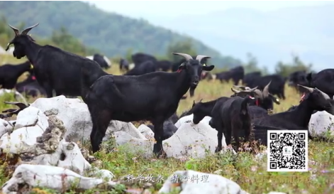 贵州绿色农产品 吃出健康好味道!贵州生态畜牧业公益广告登陆央视
