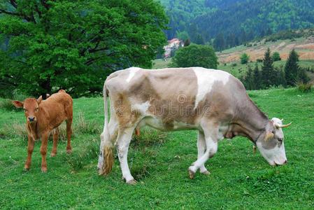 奶牛(罗马尼亚的畜牧业)照片