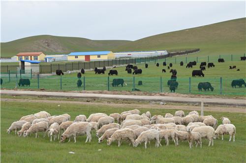 建设高原现代有机畜牧业示范园区的几点思考——以青海省河南县为个案